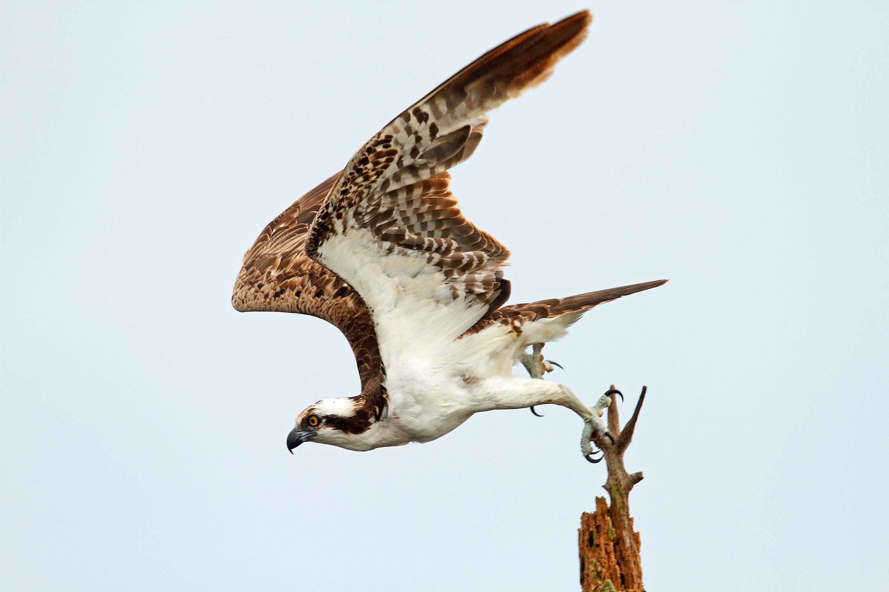Osprey Whidbey Island